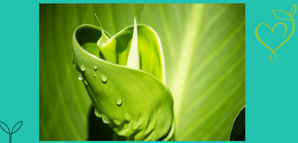 a close up of a leaf