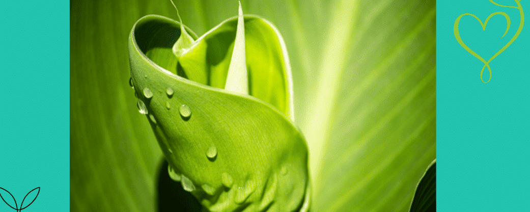 a close up of a leaf