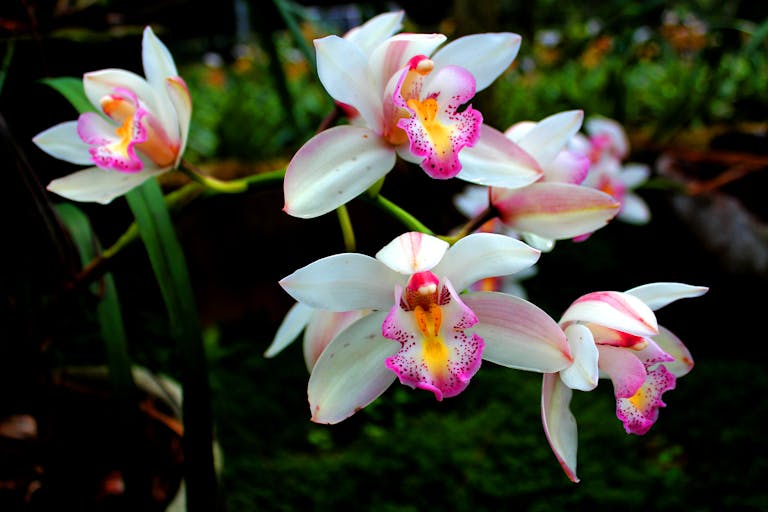 A Striking Close-Up Of White And Pink Cymbidium Orchids Showcasing Their Delicate Petals And Vibrant Hues.