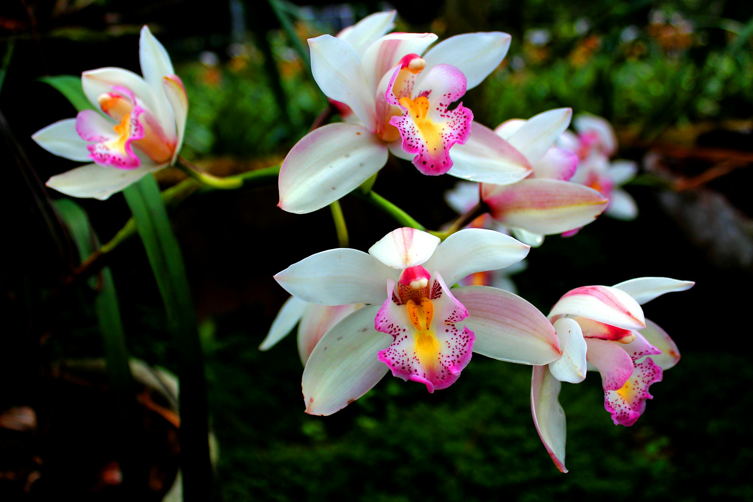 A Striking Close-Up Of White And Pink Cymbidium Orchids Showcasing Their Delicate Petals And Vibrant Hues.