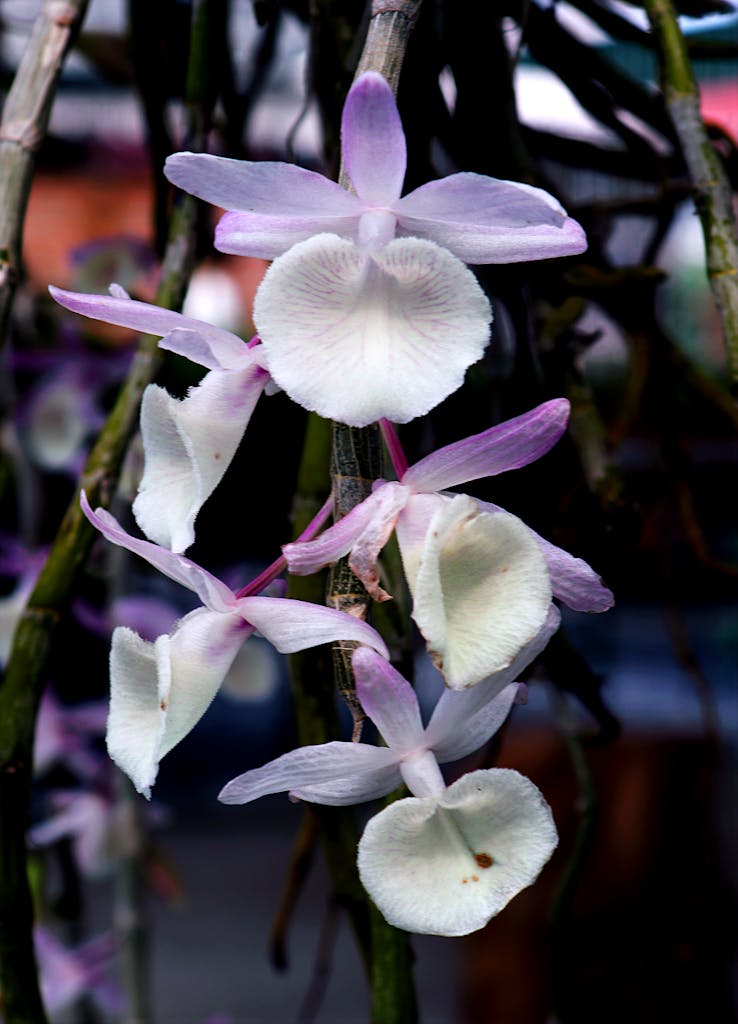 Vibrant Dendrobium Orchids Showcasing Delicate White And Purple Petals In An Exotic Setting. 1025324