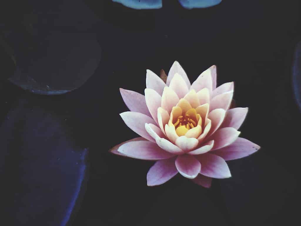 Pink Waterlily Flower In Full Bloom 921703 1024X768 1