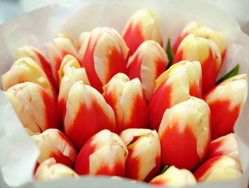 Bouquet Of Tulips 3878525 1024X772 1