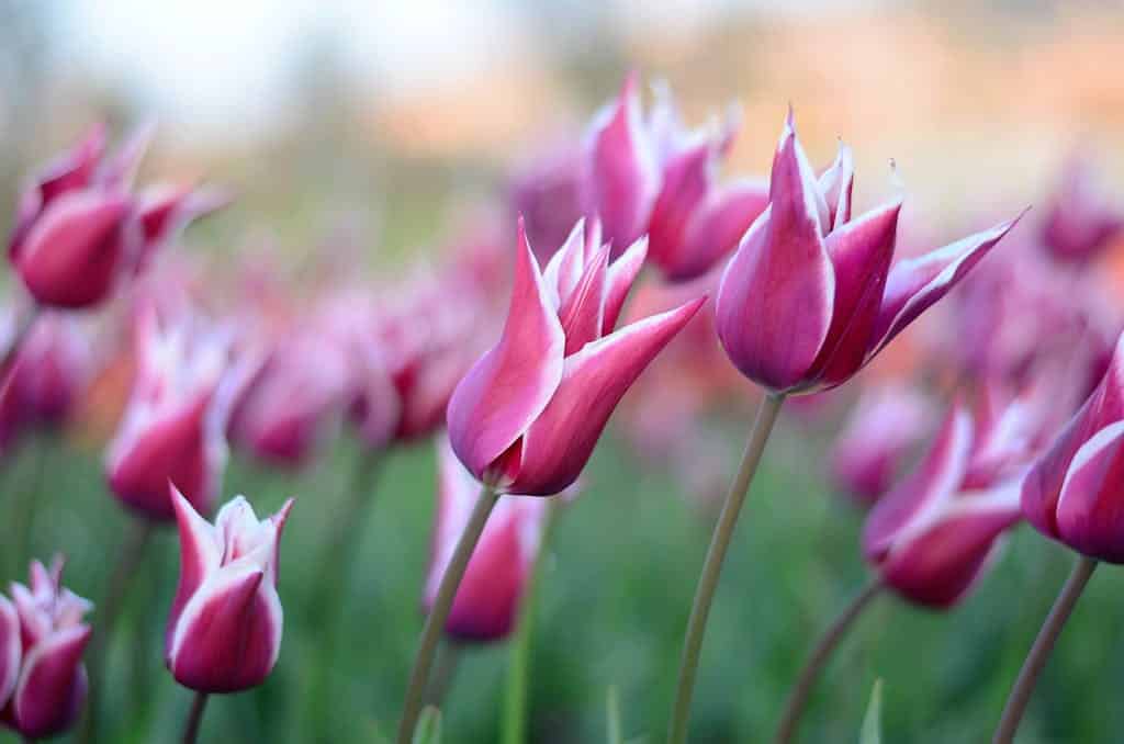 Home 1 Pink Tulip Flower Arrangement Photography 459539 1024X678 1