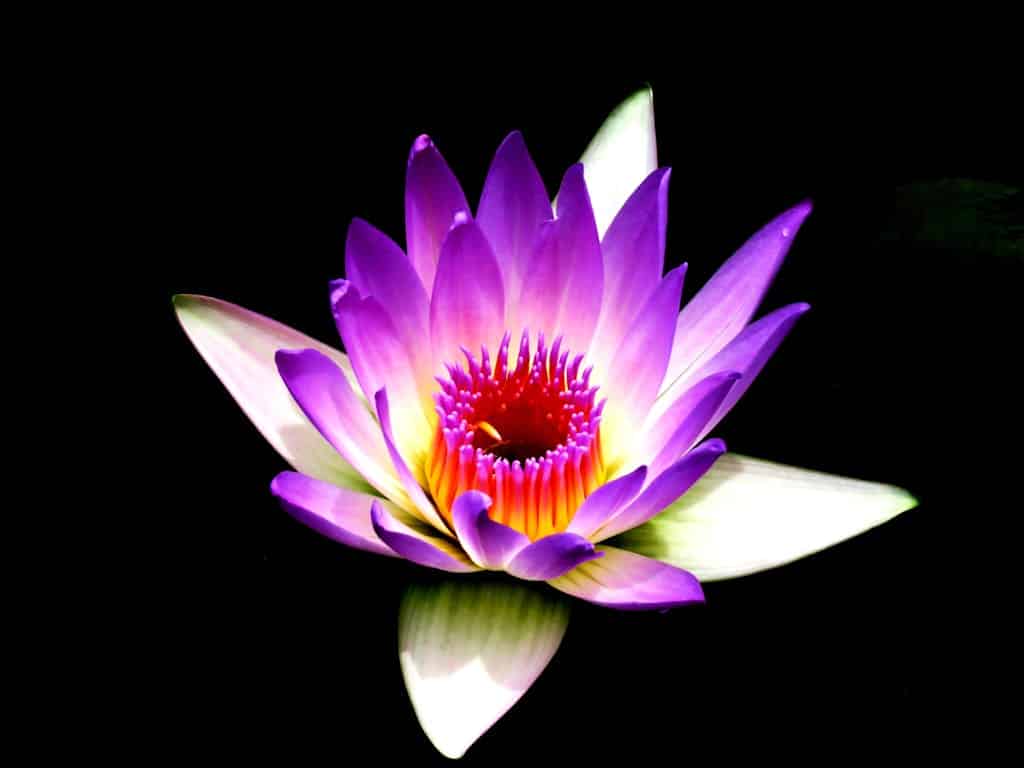 Purple And White Petaled Flower 515631 1024X768 1