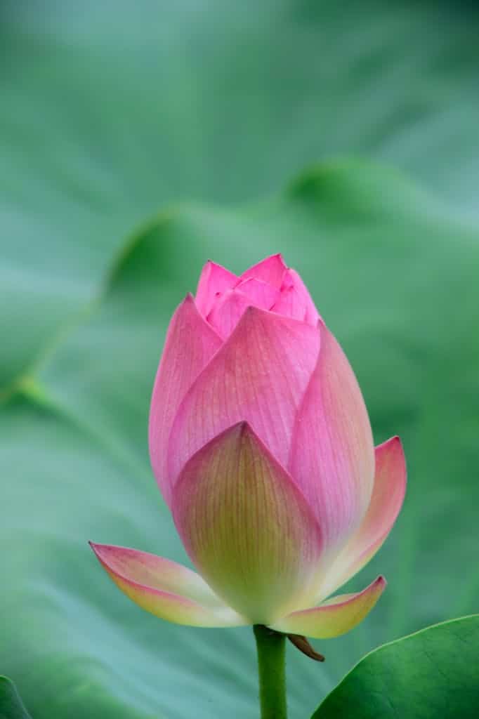 Selective Focus Of Pink Flower 424134 682X1024 1
