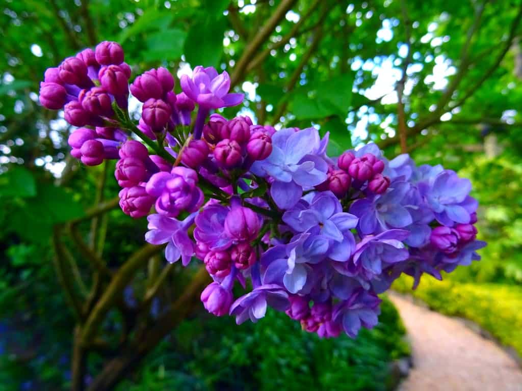 Shallow Focus Photography Of Purple Flowers 395044 1024X768 1